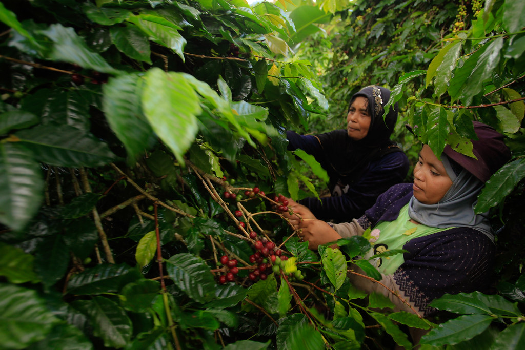 Indonéziában kávét szüretelnek